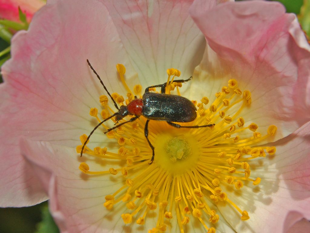 Coleottero rosso e nero da determinare: Dinoptera collaris